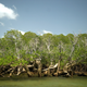 Image for article titled Sea Level Rise Could Drown Mangrove Forests By 2050